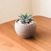 Plant Pot